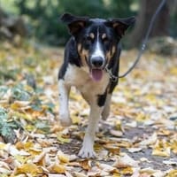 Cody sucht seine Familie, Hund zur Adoption