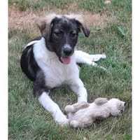 Diana - wartet in 53332 Bornheim, Hündin zur Adoption
