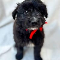 Miu-Sanfte Miu sucht ein liebevolles Zuhause voller Geborgen, Hündin zur Adoption