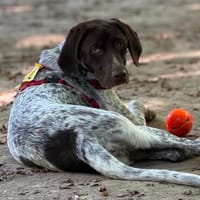 Mars sucht aktive Menschen..., Hund zur Adoption