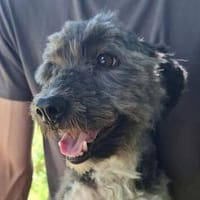 EMIL ist alleine zurück geblieben, Hund zur Adoption