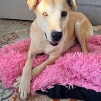 Vanilla sucht ihr Für-Immer-Zuhause, Hündin zur Adoption