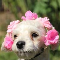 Nele, kleine Frohnatur, Hündin zur Adoption