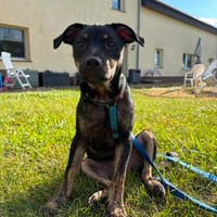 Kalli  kluger Charmeur, Hund zur Adoption