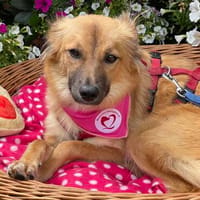 Mikaela, Hund zur Adoption