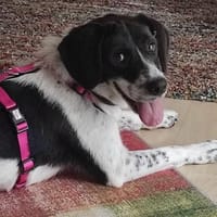 ❤Malika❤ sucht ihre Familie, Hündin zur Adoption