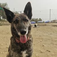 Livvy - braucht sehr viel Liebe, Hündin zur Adoption