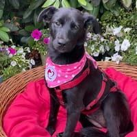 Gabriella, Hündin zur Adoption