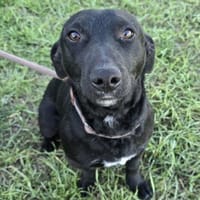 Scott mit dem Dackelblick, Hund zur Adoption