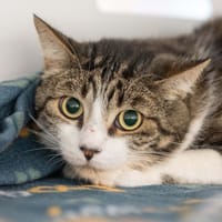 TCHOUPI, chat à adopter
