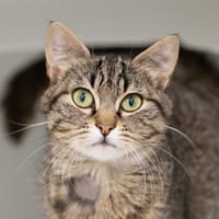 MAPETITE, chatte à adopter