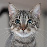 MARTINA, chatte à adopter