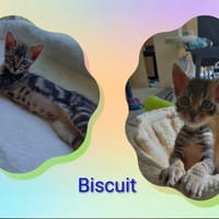 Biscuit, chat à adopter