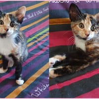 Coquille, chatte à adopter