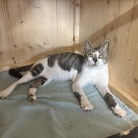 SHADOW, chat à adopter