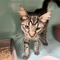 MILO, chat à adopter