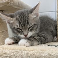 MC WRAP QCT (j'ai trouvé ma famille), chat à adopter