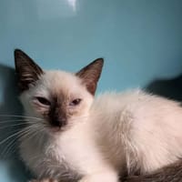 BRETZEL, chatte à adopter