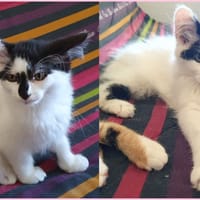 BULOT, chat à adopter