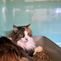 WINNIE, chatte à adopter