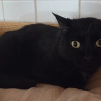 BOULE, chat à adopter