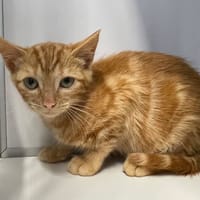 Sun (en cours d'adoption), chatte à adopter