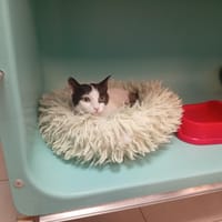 HOUESSIVO, chat à adopter