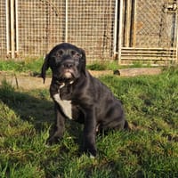 NEBULIN DIT ASLO, chien à adopter