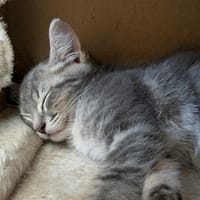 MC FISH QCT, chat à adopter