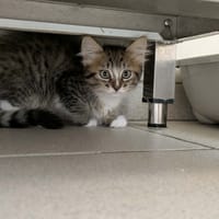 MC MUFFIN QCT (j'ai trouvé ma famille), chatte à adopter