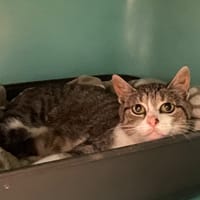 Tropic, chatte à adopter