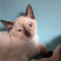 BANANIA, chatte à adopter