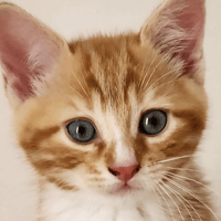 KODAMA, chat à adopter
