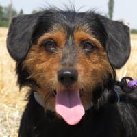 TAC, chien à adopter