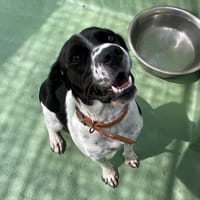 Vixy, chienne à adopter
