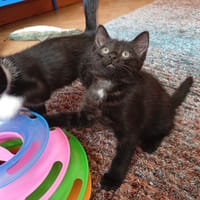 EVARZEC QCT, chatte à adopter