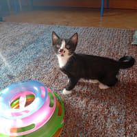 ROSPORDEN QCT, chatte à adopter