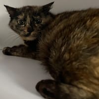 Canicule, chatte à adopter