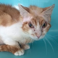 SEPHIROT, chat à adopter