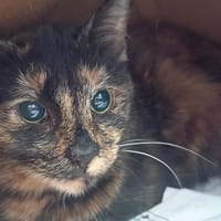 VIVI, chatte à adopter