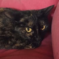 NENETTE, chatte à adopter