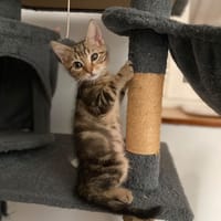 Bao, chat à adopter