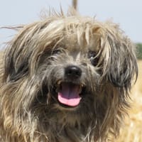 BEBE, chien à adopter