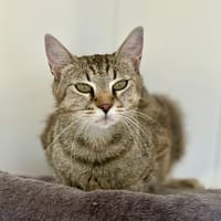 Abby FR DIDIER, chatte à adopter