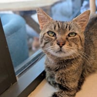 SORCIER, chat à adopter