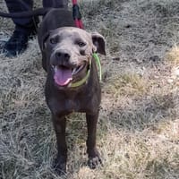 Kyra, chienne à adopter