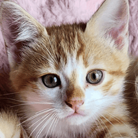 YADUL, chat à adopter