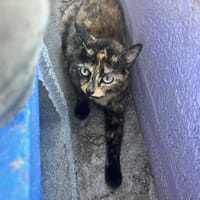 RAJAO, chatte à adopter