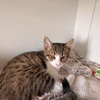 BEURRE QCT, chat à adopter