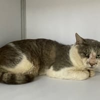 Bounty, chat à adopter